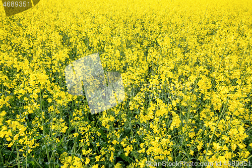 Image of rape field spring background