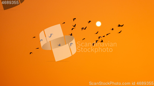 Image of birds swarm in the orange sunset sky