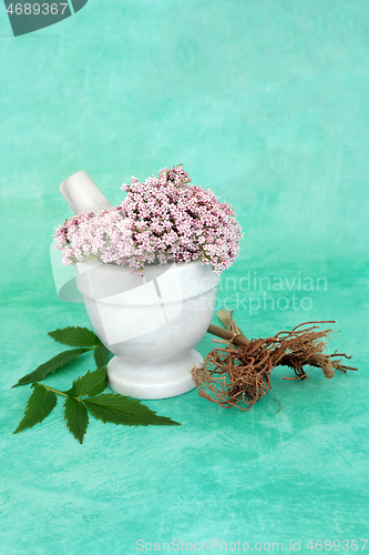 Image of Valerian Herb Root and Flowers