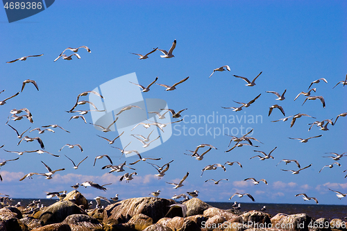 Image of Seagulls