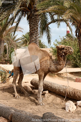 Image of camel