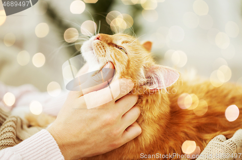 Image of close up of owner with red cat in bed at home