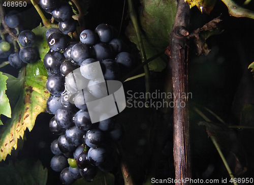 Image of red grapes