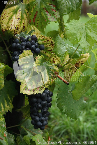 Image of red grapes