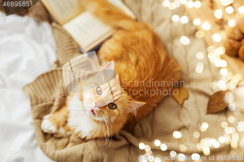 Image of red tabby cat lying on blanket at home in autumn