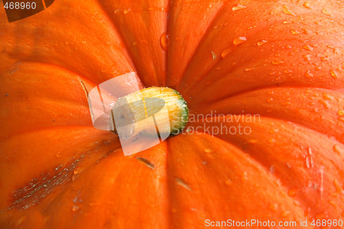 Image of pumpkin background