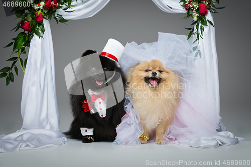 Image of dog wedding couple under flower arch