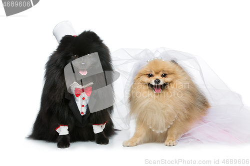 Image of dog wedding couple isolated on white