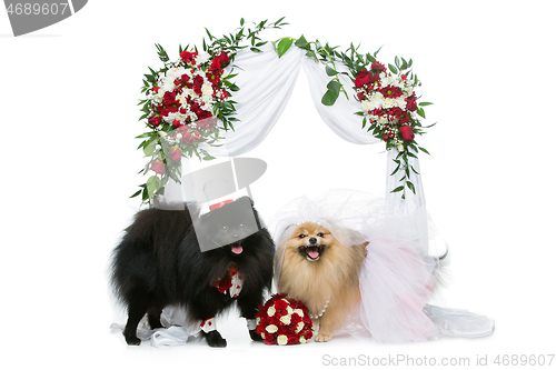 Image of dog wedding couple under flower arch