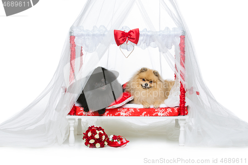 Image of Spitz dog wedding couple on bed