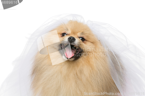 Image of beautiful spitz bride isolated on white