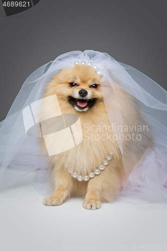 Image of beautiful spitz bride on gray background