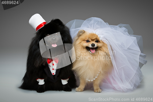 Image of Spitz dog wedding couple