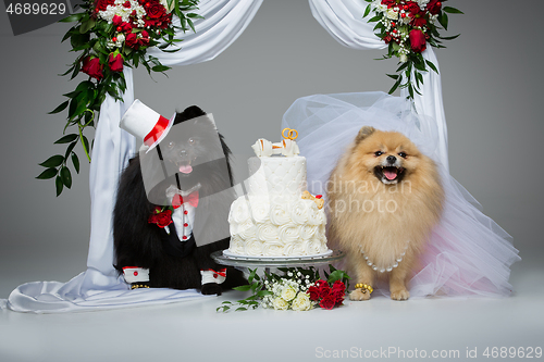 Image of dog wedding couple under flower arch