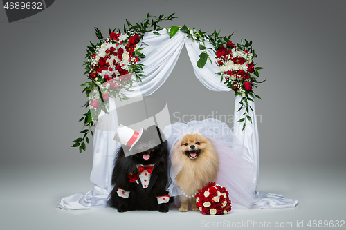 Image of dog wedding couple under flower arch