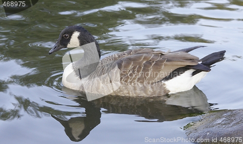 Image of Canadian goose