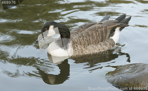 Image of Canadian goose.