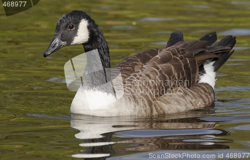 Image of Canadian goose