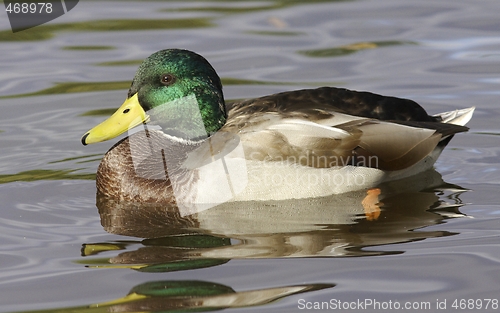 Image of Mallard in the water. 