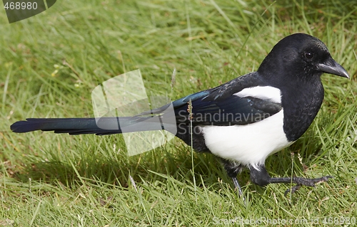 Image of Magpie