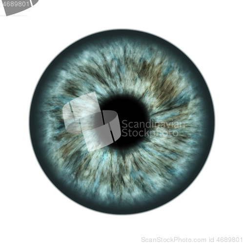 Image of grey iris