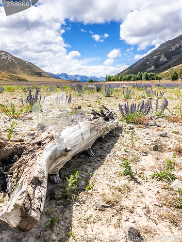 Image of Landscape scenery in south New Zealand