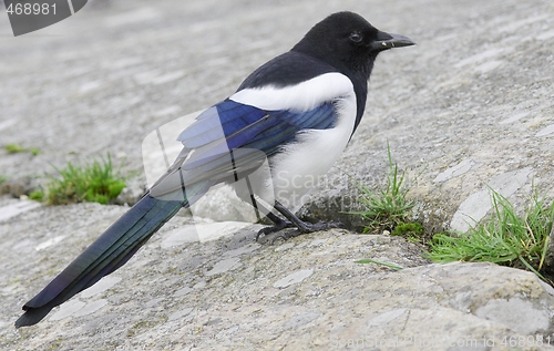 Image of Magpie. 