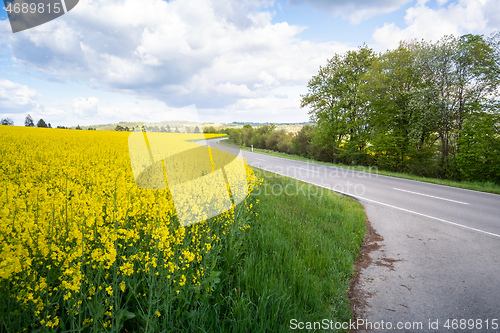 Image of rape field spring background