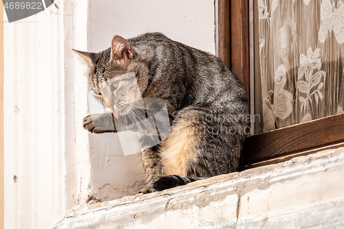 Image of a cute cat outside at the window