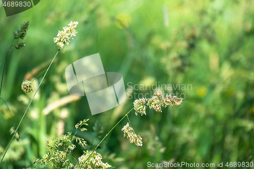 Image of natural grass meadow rural background