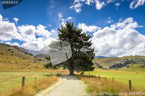 Image of big tree landscape New Zealand south island