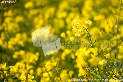 Image of rape field spring background