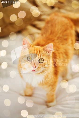 Image of red tabby cat in home bed