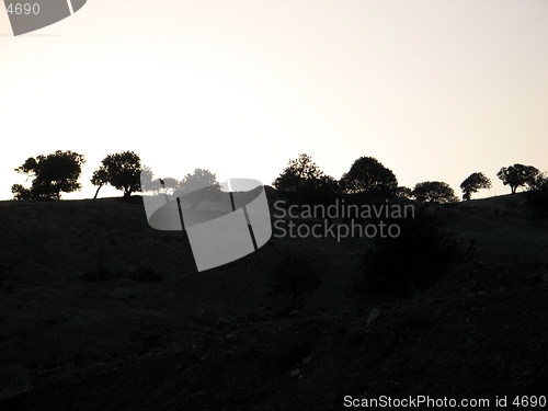 Image of Dark trees. Cyprus