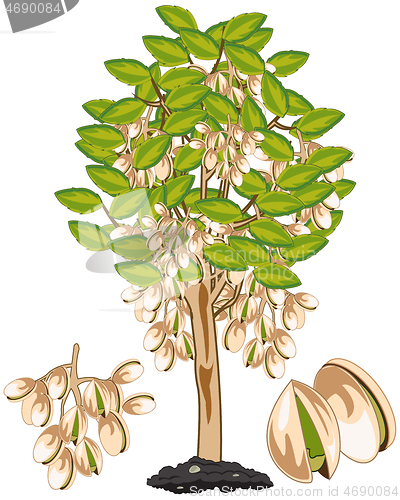 Image of Vector illustration fruit ripe pistachio on tree