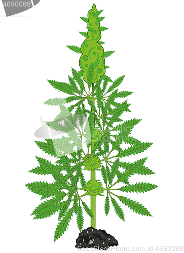 Image of Vector illustration of the green bush of the plant hemp