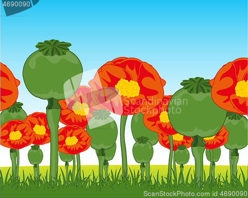 Image of Year field with rising flower of the plant poppy