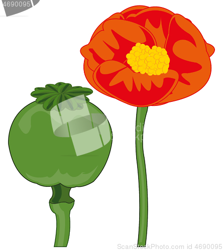 Image of Vector illustration of the red flower of the poppy and ripe fruit