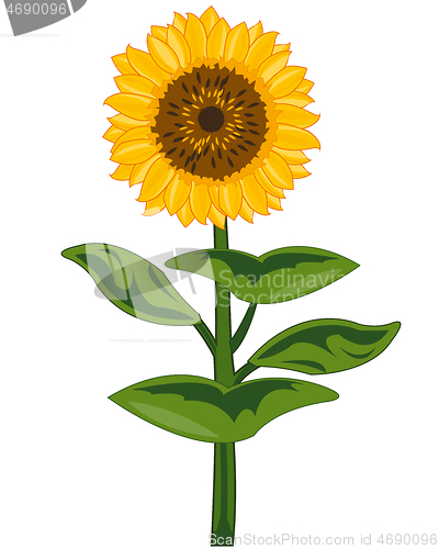 Image of Useful garden plant flowering sunflower with seeds