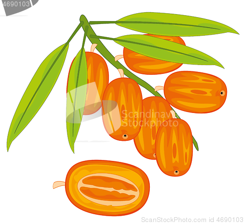 Image of Exotic fruits dates on branch with date palm