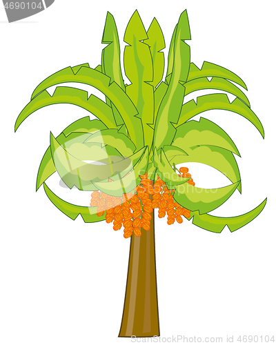 Image of Vector illustration of the palm with fruit date