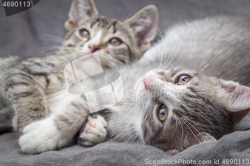 Image of A pair of playful young gray striped kittens lying on grey