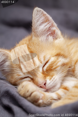 Image of Portrait of young red kitten falls asleep