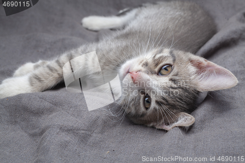 Image of Playful young gray striped kitten lying on grey