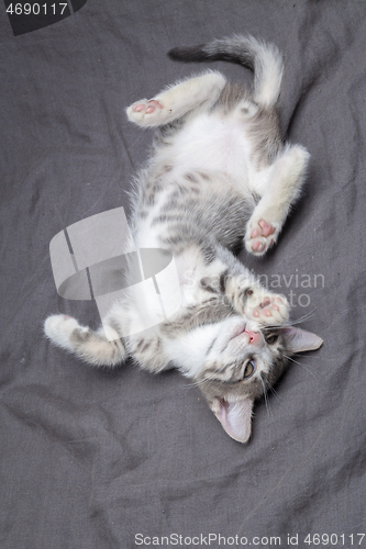 Image of Playful young gray striped kitten lying on grey