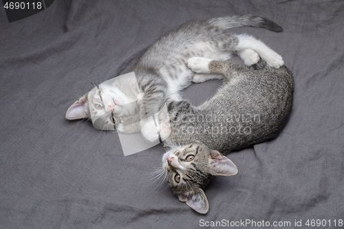 Image of A pair of playful young gray striped kittens lying on grey