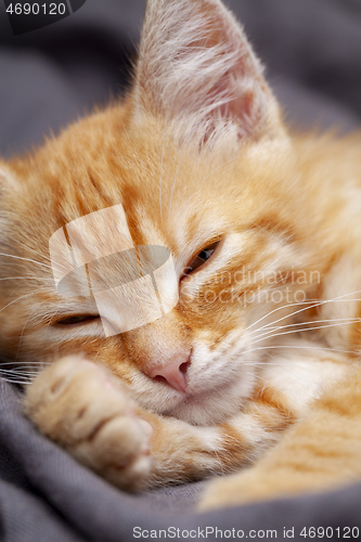 Image of Portrait of young red kitten falls asleep