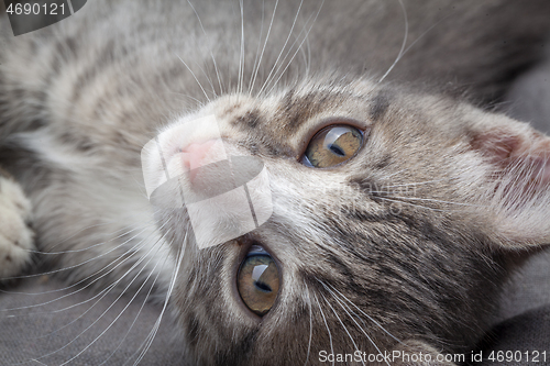 Image of Playful young gray striped kitten lying on grey