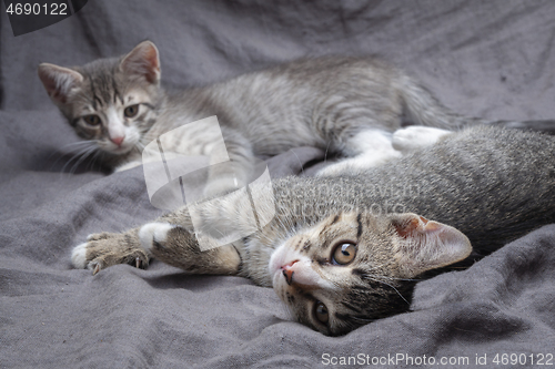 Image of A pair of playful young gray striped kittens lying on grey