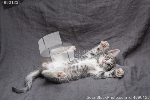 Image of Playful young gray striped kitten lying on grey